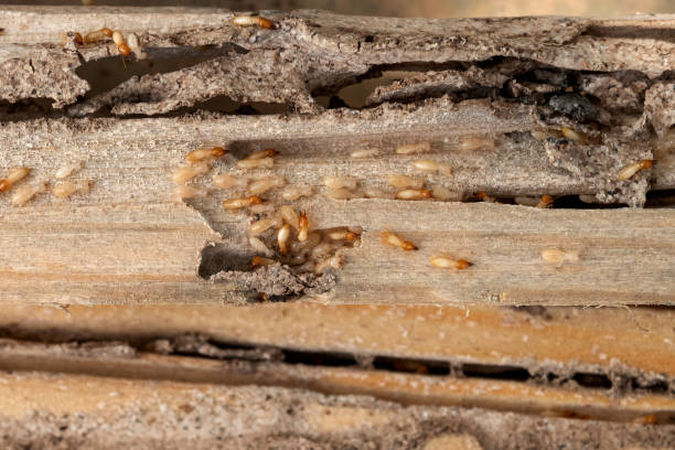 Best Termite Control Services  in Spring Ridge, MD